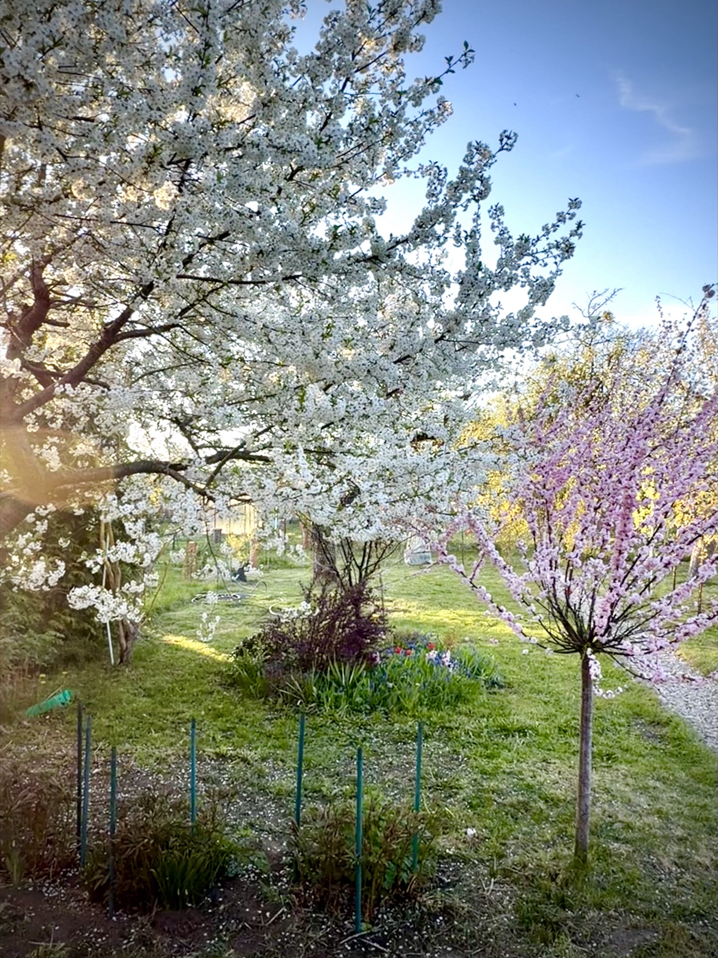 Ogród działkowy — kwiaty i zieleń na działce 330 m²